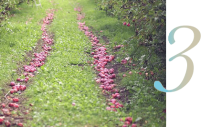 Etapas del tratamiento Vuelo Libre